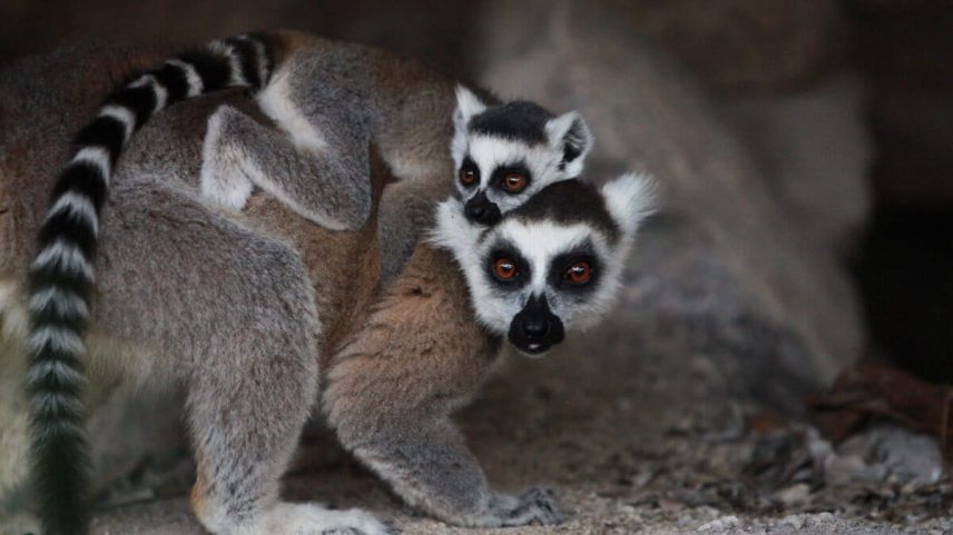 Motherhood in nature is easy to see in mammals, like these ring-tailed lemurs in Anja, Madagascar. Photo by Rhett Ayers Butler