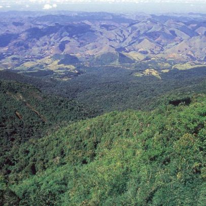 Desmatamento na Mata Atlântica registra redução histórica