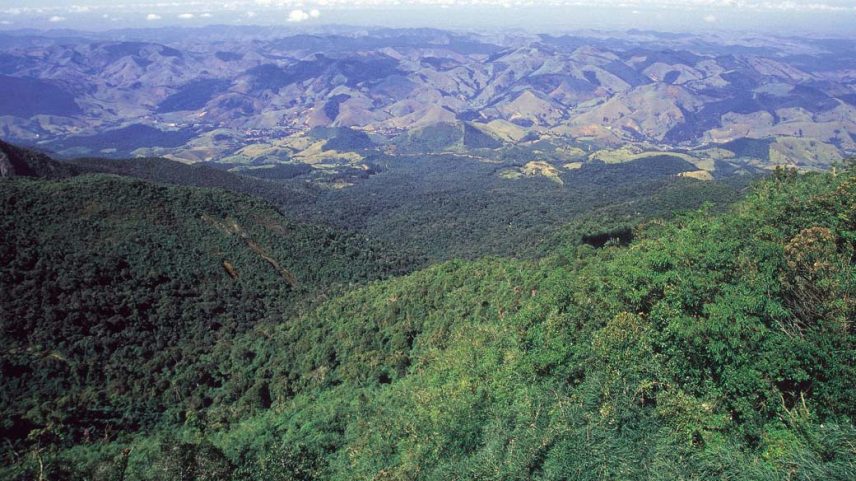 Mata Atlântica. (DEDOC/VEJA)