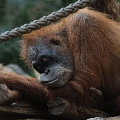Existem animais que não dormem? Especialistas esclarecem mitos e evidências