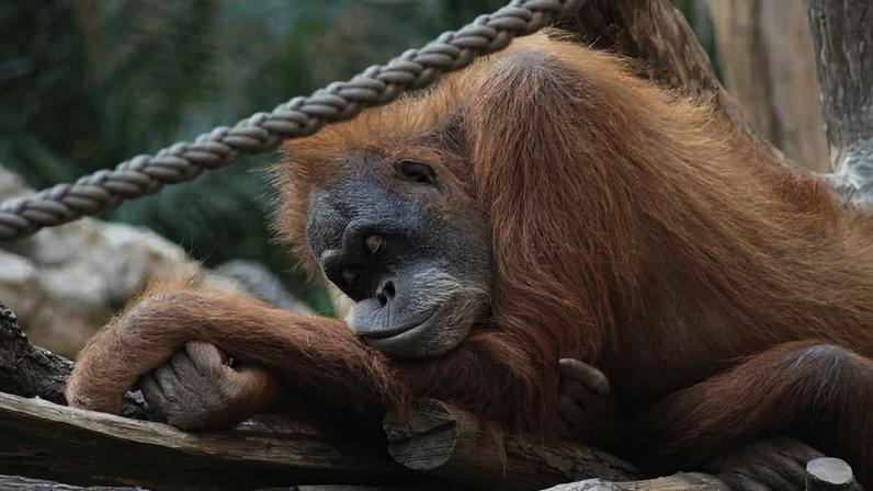 Conheça espécies animais que têm hábitos de descanso bem diferentes dos humanos