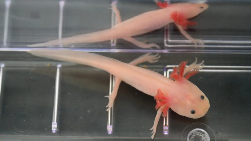 Um axolote mexicano (espécie de salamandra) no laboratório de regeneração do biólogo Josh Currie, da Universidade Wake Forest.