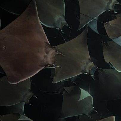 Concentração de raias-mobula perto da costa do México é foto da semana