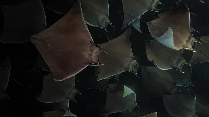 A fever of mobula rays photographed underwater in June 2025. Images by Rhett A. Butler/Mongabay.