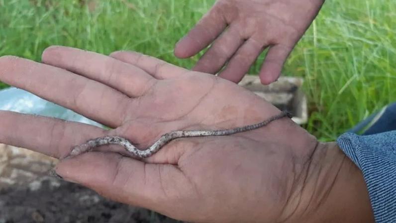 Articulista afirma que áreas produtivas podem conservar espécies nativas mesmo sob uso agrícola intensivo, desde que o manejo respeite princípios conservacionistas; na imagem, pesquisadora segurando uma minhoca