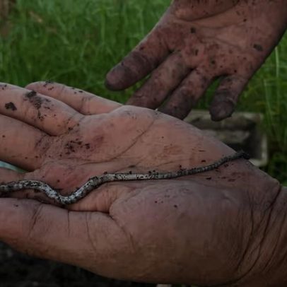 Duas novas espécies de minhocas surgem em sistemas integrados no interior de SP