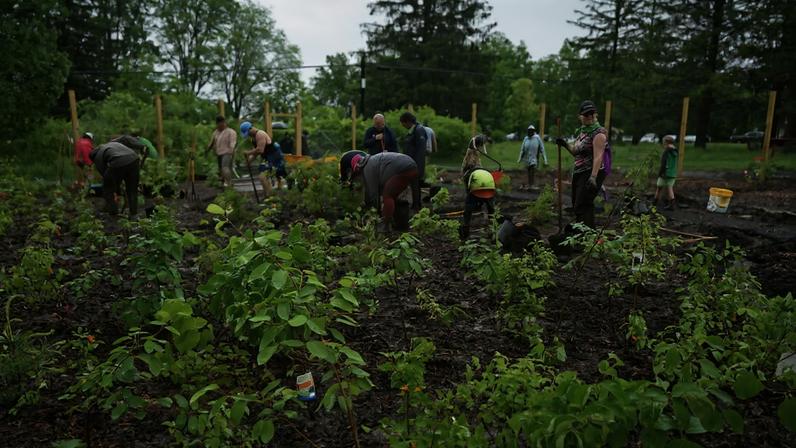 Miyawai forest planting in New York, U.S.
