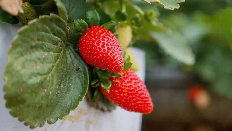 O morango produzido no Norte Pioneiro do Paraná ganhou selo de Indicação Geográfica e se tornou símbolo da agricultura de excelência no estado. (Foto: Gabriel Rosa/AEN)