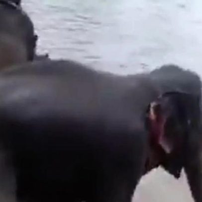 Turista de 33 anos morre pisoteada em briga de elefantes na Índia