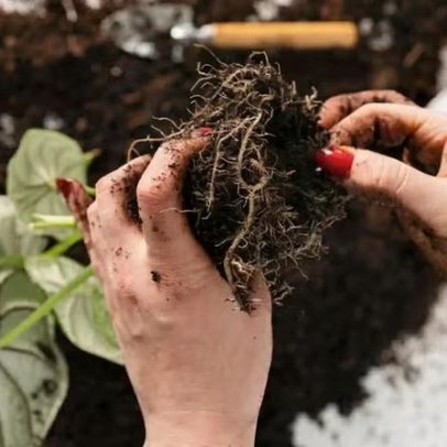 Nem toda planta vale a pena salvar; entenda quando desistir