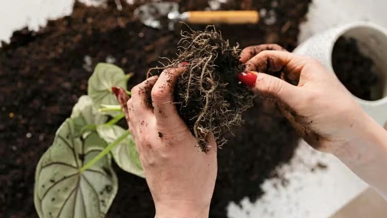 O verdadeiro “coração” da planta está nas raízes. É ali que problemas invisíveis, como a podridão, revelam se ainda há chance de recuperação ou se o ciclo chegou ao fim — restando apenas o descarte