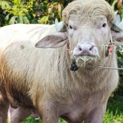 Búfalo albino na fazenda chama atenção por semelhança com Trump