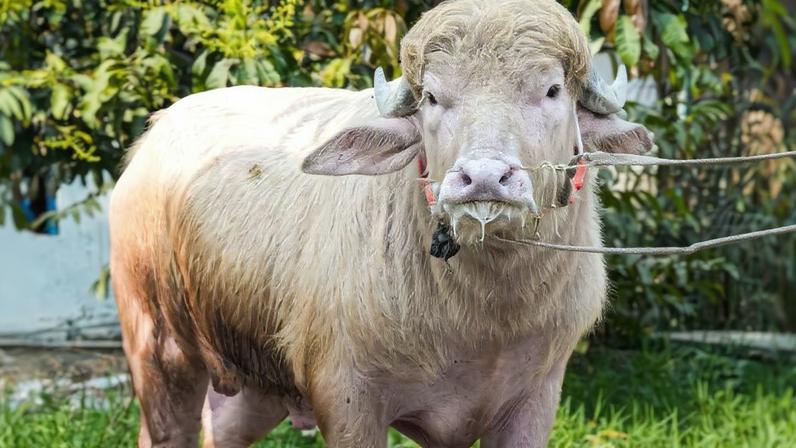 Vídeos do búfalo chamaram tanto a atenção que começaram a atrair visitantes para a fazenda onde ele é criado