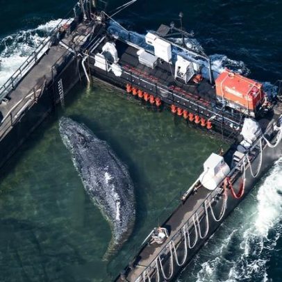 Baleia-jubarte encalhada na Alemanha é resgatada e devolvida ao mar