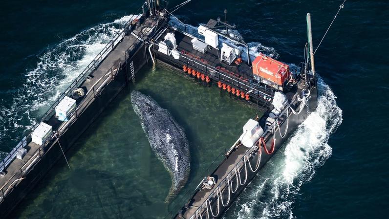 Após semanas encalhada, baleia-jubarte é devolvida ao mar na Europa