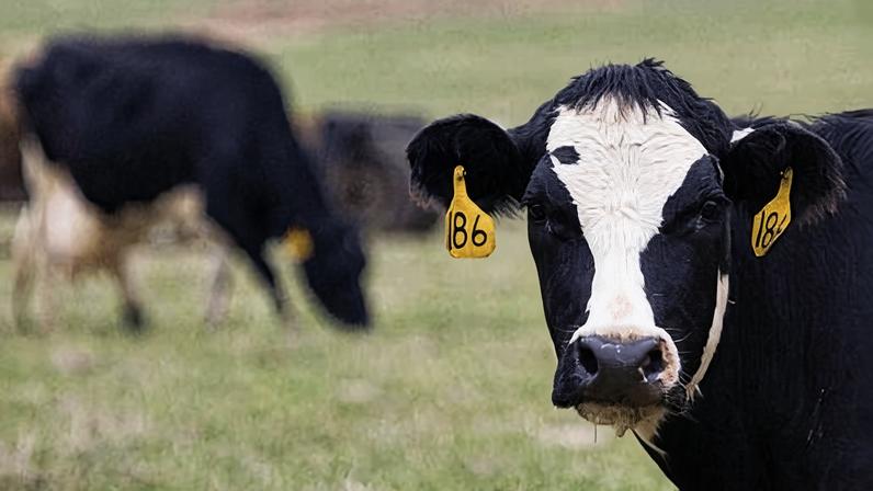 Agropecuária é destaque na pauta exportadora de Minas