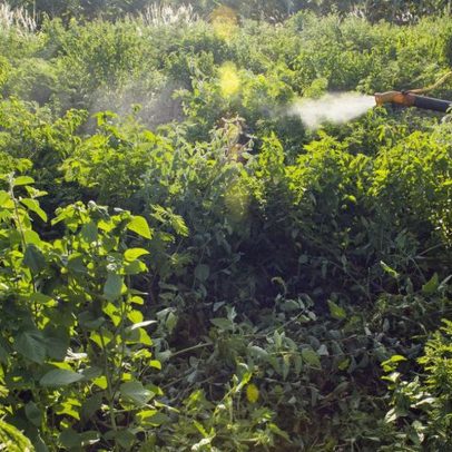 Governo monitorará presença de agrotóxicos em bacias hidrográficas