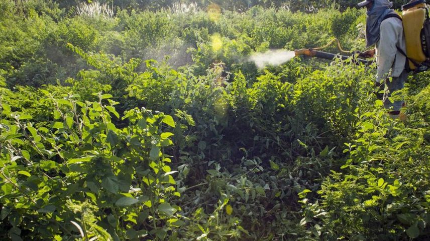 Trabalhador do campo usa pesticida e agrotóxico em plantação.