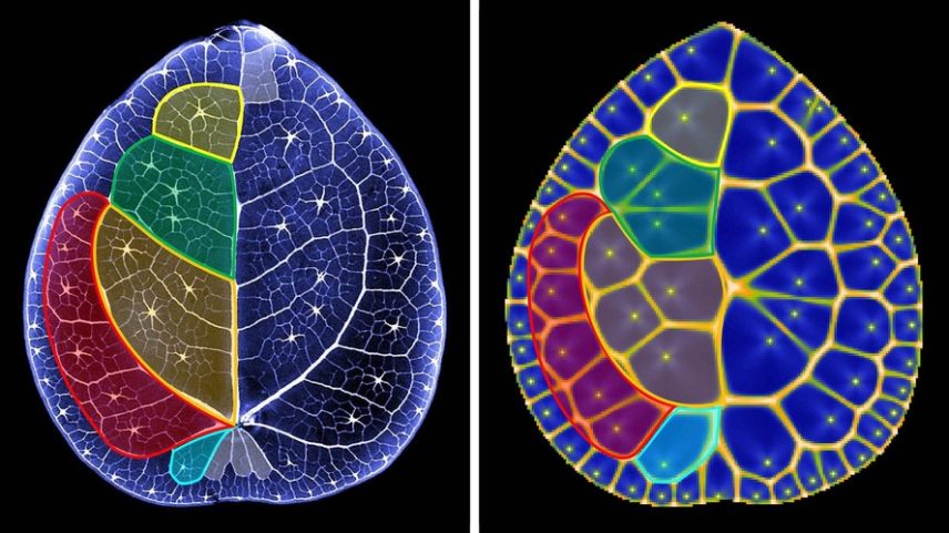 À esquerda: a folha redonda e plana da planta-do-dinheiro chinesa. À direita: um modelo computacional de um diagrama de Voronoi reproduz os poros centrais da folha, chamados hidatódios, e suas veias reticuladas em forma de laço.