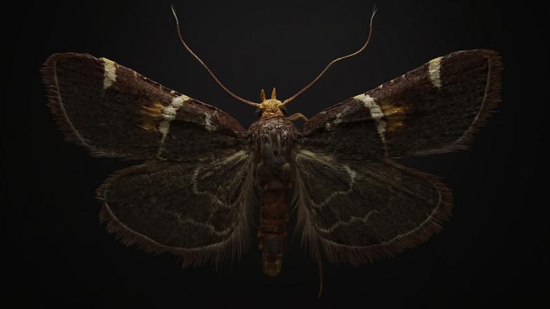 Distinguida por suas cores vibrantes e um nome que carrega o peso de um alto cargo eclesiástico, uma nova espécie de mariposa foi descoberta no terreno acidentado da Grécia