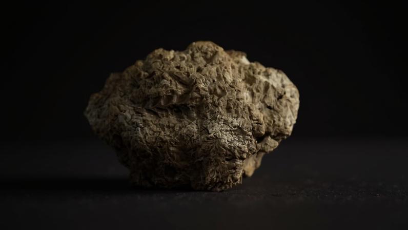 Cerca de 95% da produção e do consumo de trigo cultivados no mundo corresponde ao trigo comum. A imagem mostra a impressão de uma espiga de trigo em um tijolo de barro neolítico da Geórgia