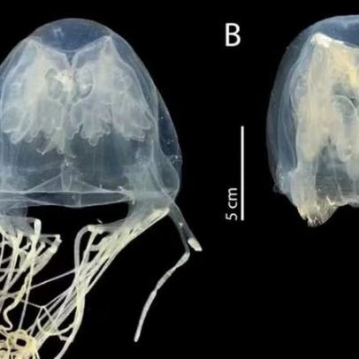 Nova água-viva venenosa é descoberta em Singapura, dizem cientistas