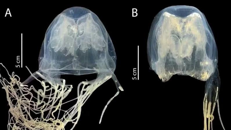 O animal pertence ao grupo das chamadas “vespas-do-mar”, e tem ferroadas dolorosas e potencialmente fatais. — Foto: Tohoku University