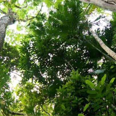 Desmatamento da Mata Atlântica em SP cai 29%, aponta INPE