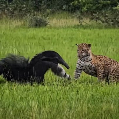Encontro raro entre onça e tamanduá no Pantanal