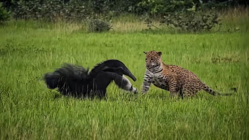 Onça e tamanduá protagonizam encontro raro no Pantanal de Mato Grosso do Sul