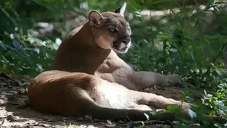 Vítima foi atacada por uma onça-parda enquanto retornava da trilha de acesso à cachoeira