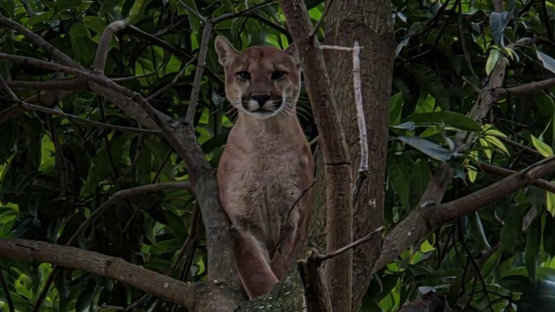 1 de 1 onça-parda em Valparaíso de Goiás - Foto: Divulgação/CBMGO