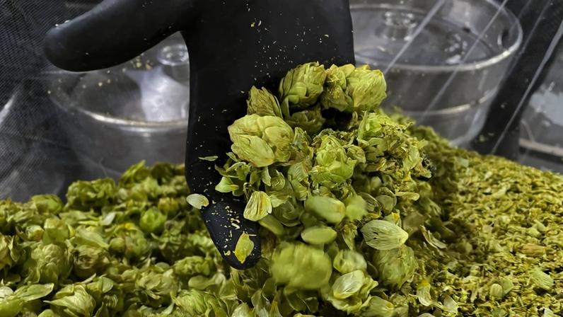 Lúpulo é usado na fabricação de cervejas