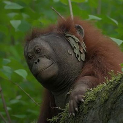 Este mamífero amamenta por até 6,5 anos, entre os mais longos do mundo