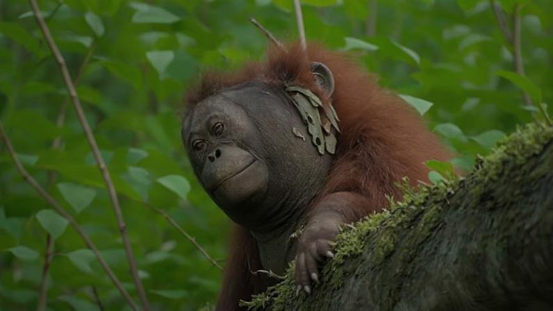 Hellen e Lucy observam os pesquisadores de um ponto mais alto da copa das árvores. Área de Conservação do Vale de Danum, Sabah, Malásia. — Foto: Takumi Tsutaya