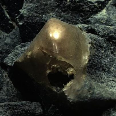 Orbe dourado no fundo do mar tem origem em animal misterioso
