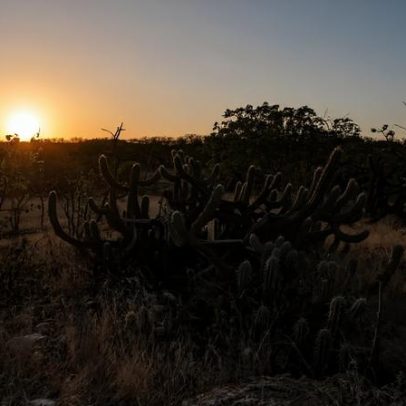 ICMBio IbimirimPE abre processo seletivo para agente temporário ambiental