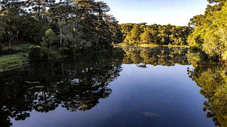 Reflexos das araucárias em lago da Flona de São Francisco de Paula, na Serra Gaúcha RS.