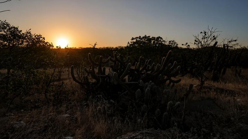 Paisagem típica da Caatinga no Sertão pernambucano ao entardecer, com relevo de serra ao fundo. Crédito: Conexão123.