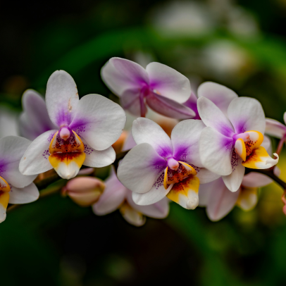 Orquídeas: como cultivar e manter a planta saudável por anos