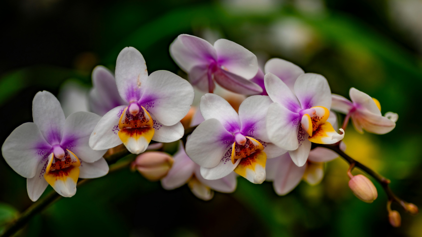 Orquídea como cultivar e fazer a planta durar por anos