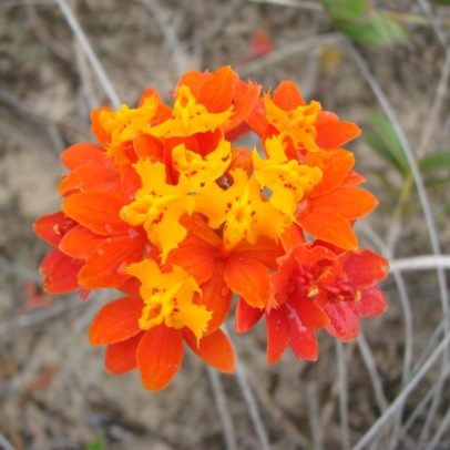 Genes da orquídea-da-praia ajudam a entender adaptação a climas extremos