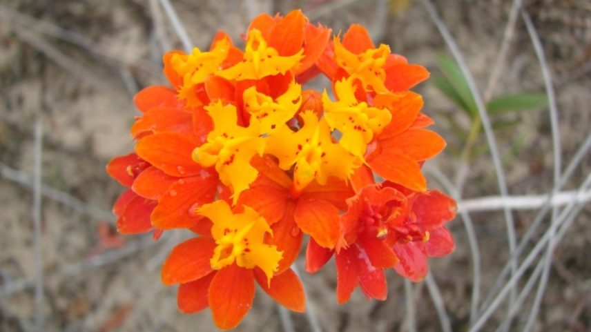 A orquídea-da-praia desafia o clima extremo e pode ajudar a compreender a adaptação das plantas após sequeciamento conduzido por pesquisadores