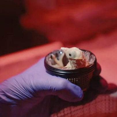 Ovo artificial impresso em 3D gera 26 pintinhos e mira reviver espécies extintas