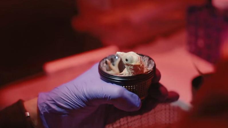 Ovos artificiais da Colossal Biosciences impressos em 3D — Foto: Reprodução/YouTube Colossal Biosciences