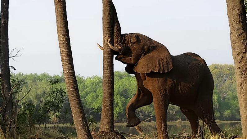 An elephant raises its trunk against a tree in the mopane wilderness (Credit: Barbara Noe Kennedy)