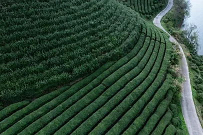 Em busca do chá verde mais famoso da China