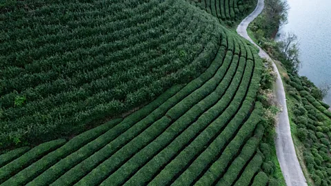 Em busca do chá verde mais famoso da China