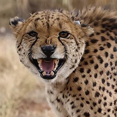 Agora é possível rastrear pânico de animais a partir do espaço