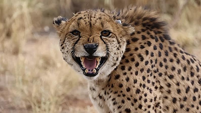 Agora é possível rastrear pânico de animais a partir do espaço